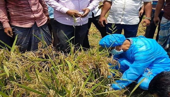 কৃষকের ধান কাটলেন ২ এমপি