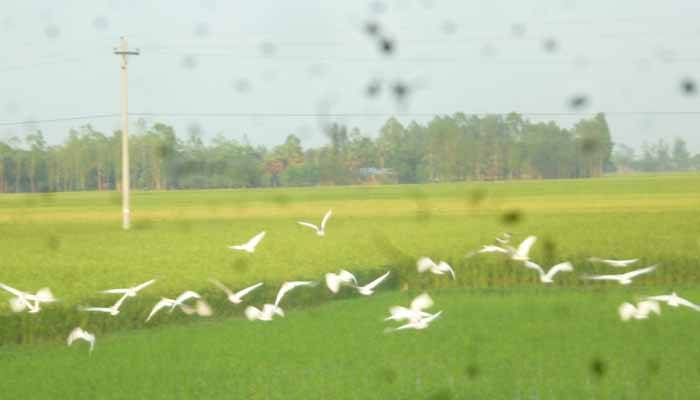চলনবিলে পাখির আনাগোনা বেড়ে গেছে