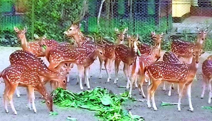 রাজশাহীতে ক্ষুধার্ত কুকুরের দল খেয়ে ফেলল ৪ হরিণ