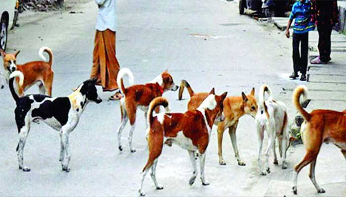 মাগুরায় ২ বেলা ভাত ও মুরগির মাংস পাচ্ছে কুকুর