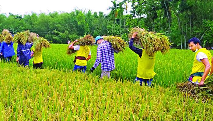 কোনো খরচ ছাড়াই ঘরে উঠল ধান