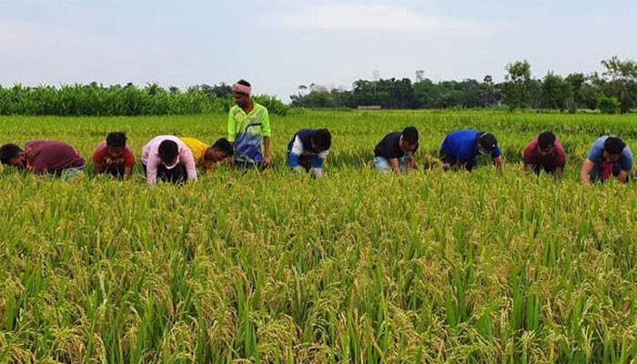 বন্ধু হয়ে অনেকেই কৃষকের পাশে