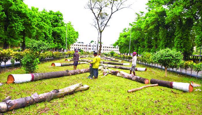 বন্ধের মধ্যে রাবিতে গাছ কেটে উজাড়