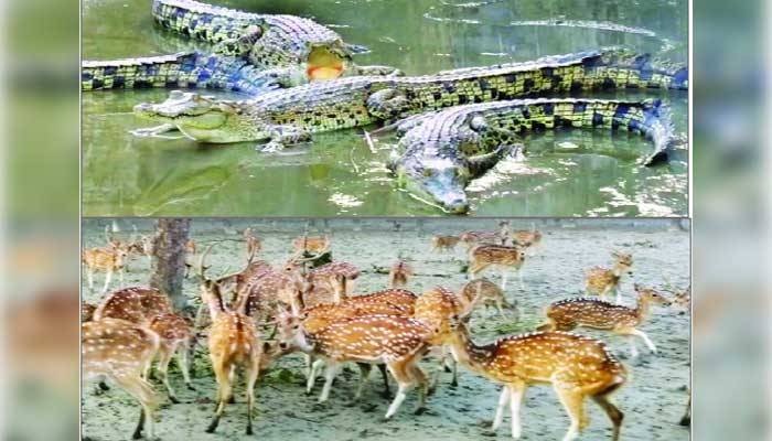 প্রাণ ফিরেছে সুন্দরবনে