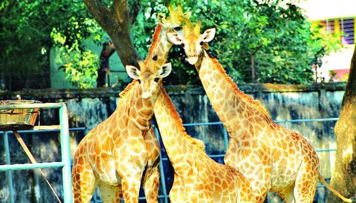জনশূন্য চিড়িয়াখানায় খোশমেজাজে প্রাণীরা
