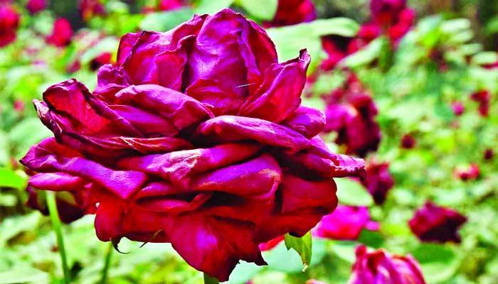 শুকিয়ে গেছে সাজানো বাগান