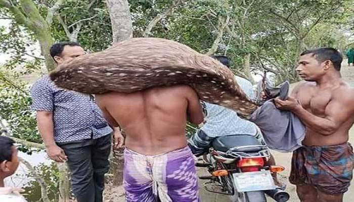 লোকালয়ে সুন্দরবনের হরিণ