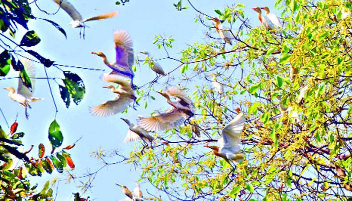 প্রাণ-প্রকৃতির সুদিন