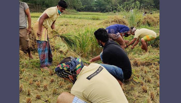 গাজীপুরে কৃষকের পাশে ছাত্রলীগ