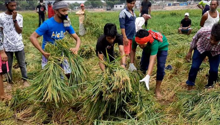 কৃষকের ধান কেটে বাড়ি পৌঁছে দিলেন ছাত্রলীগ নেতাকর্মীরা