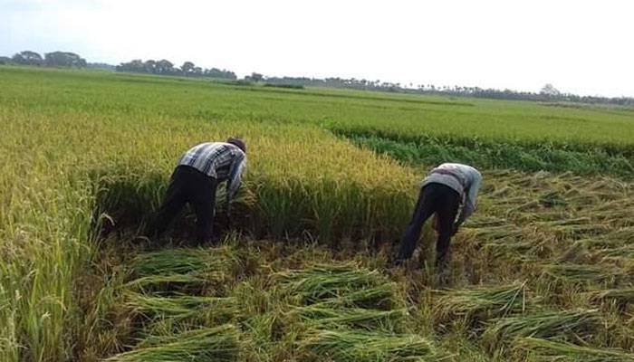 `দোহারে শ্রমিক সংকটে নষ্ট হবে না কৃষকের ধান`