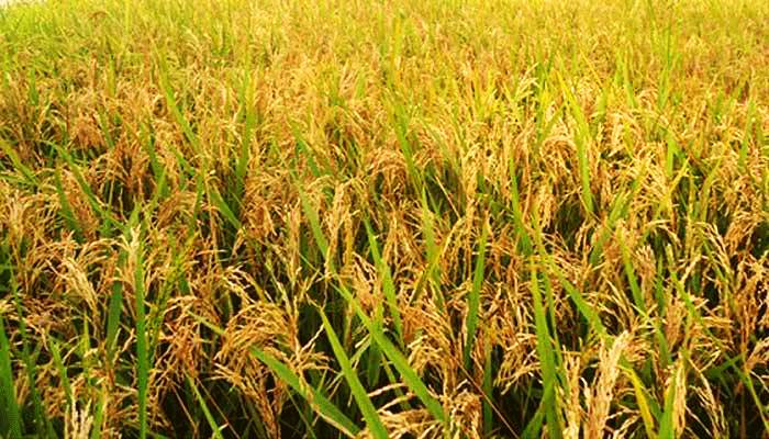 খুলনায় কৃষকের ধান কেটে ঘরে পৌঁছে দিল ছাত্রলীগ