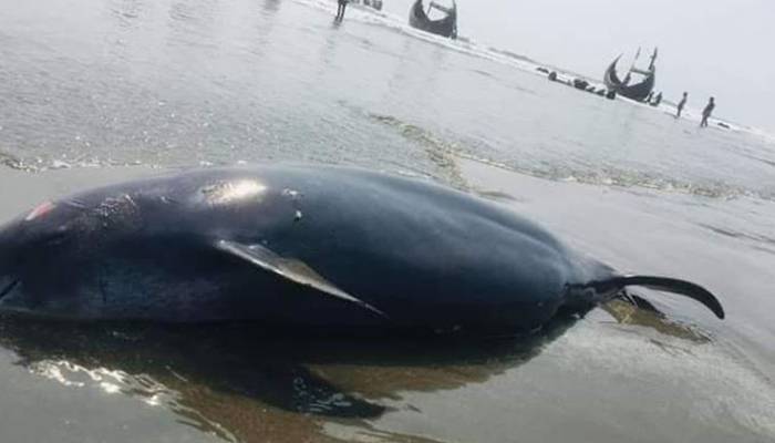 কক্সবাজার সৈকতে ভেসে এলো মৃত ডলফিন