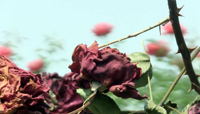 বাগানেই ঝরছে ফুল, লোকসানে চাষী