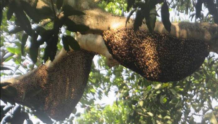 দিনাজপুরে লিচুর গাছে গাছে মৌচাক, পাঁচ কোটি টাকার মধু আহরণের সম্ভাবনা