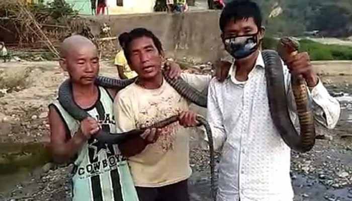 ঘরে খাবার নেই, গোখরা সাপে মিটল ক্ষুধা