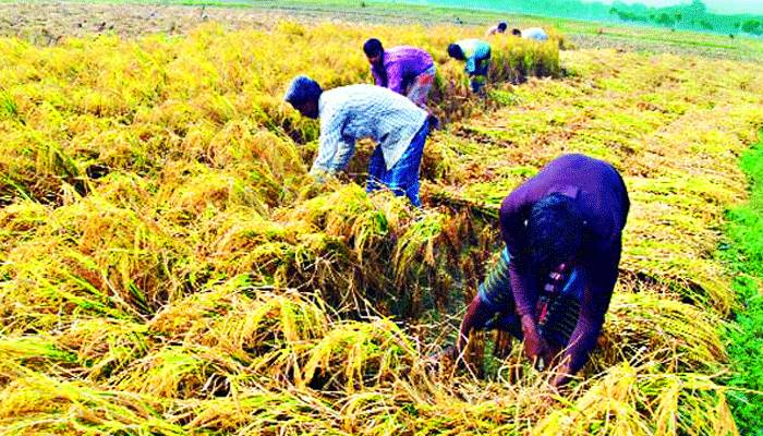 ধান কাটার সুবিধার্থে হাওরাঞ্চলের প্রাথমিক বিদ্যালয় খোলার নির্দেশ