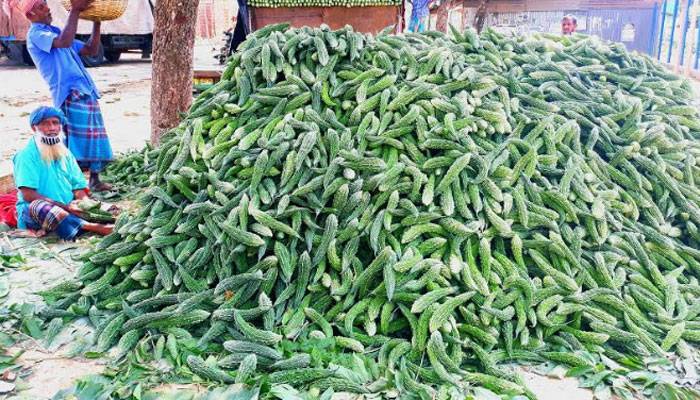 দাম নেই সবজির, ক্ষতিগ্রস্ত চাষিরা