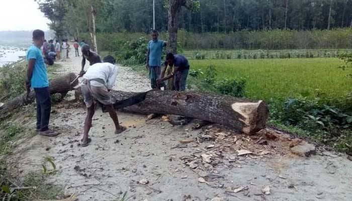 উল্লাপাড়ায় সরকারি গাছ কর্তন, আটক ১