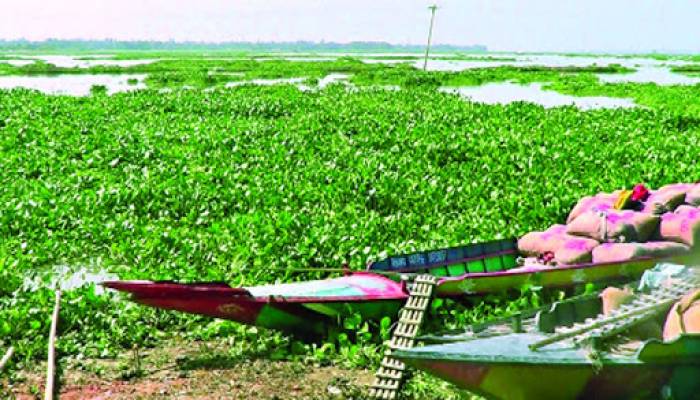 আড়াইহাজারে কচুরিপানার সঙ্গে ভেসে এলো মানুষের কঙ্কাল
