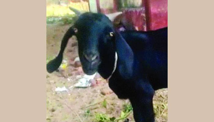 ছাগলে খেল লাউগাছ, সংঘর্ষে প্রাণ গেল মানুষের