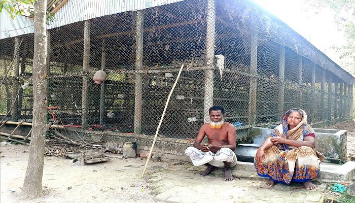 ‘চোখের পলকে আমার সব মুরগি মইরা শ্যাষ’
