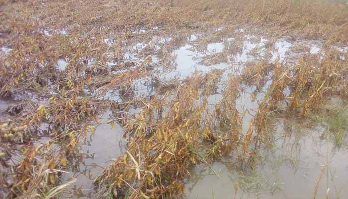 রামগতিতে টানা বৃষ্টিতে ১০ হাজার হেক্টর ফসলি জমি পানির নিচে