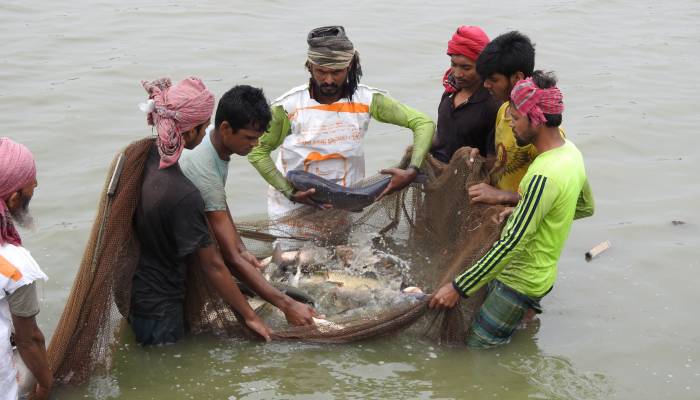 করোনায় লোকসানের মুখে মাগুরার মৎস্য খামারীরা