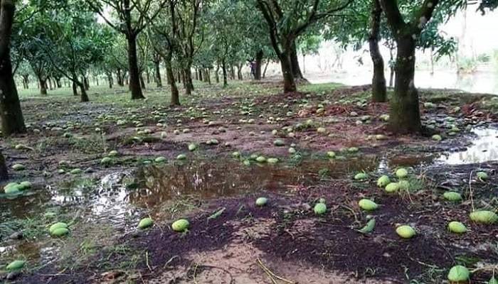 গাছের অর্ধেক আমই ঝরে পড়েছে ঘূর্ণিঝড়ে