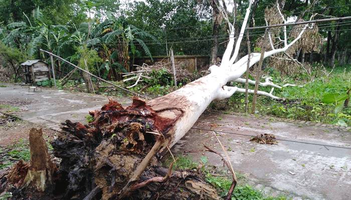 নওগাঁয় কালবৈশাখীতে ফসলের ব্যাপক ক্ষতি, বজ্রপাতে যুবক নিহত