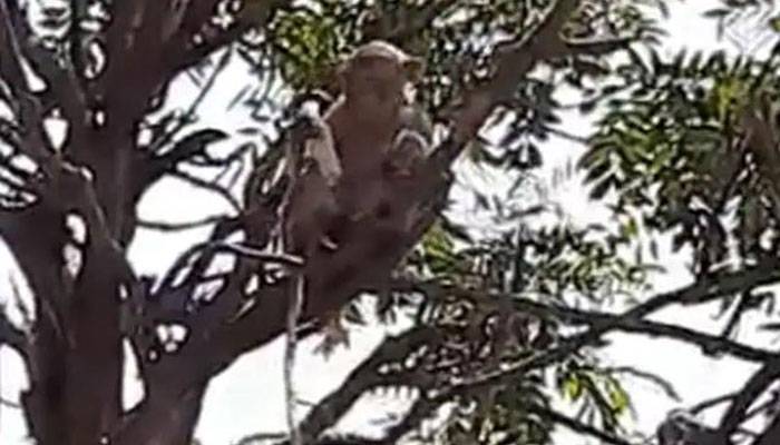 করোনা রোগীর রক্তের নমুনা নিয়ে পালালো বানর, চিবিয়ে খেল সার্জিক্যাল মাস্ক