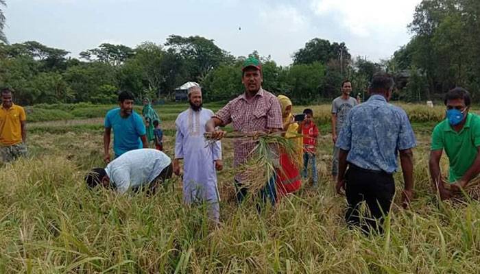 কালীগঞ্জে কৃষকের ধান কেটে বাড়িতে তুলে দিলেন শিক্ষকরা