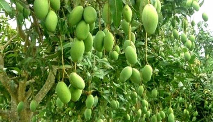 ফলন ভাল হলেও চিন্তায় রাজশাহীর আম চাষীরা
