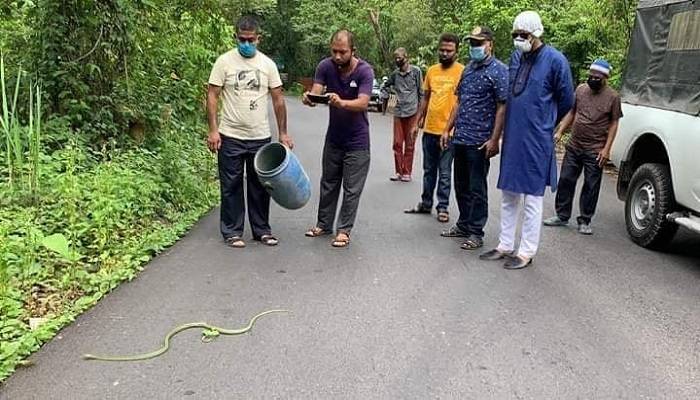 লাউয়াছড়ায় বিষাক্ত সাপ ও তক্ষক অবমুক্ত
