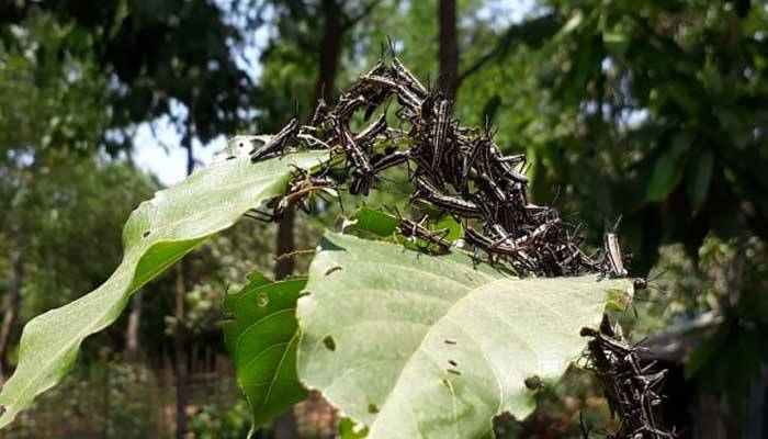 টেকনাফের ঘাসফড়িং সদৃশ পোকা পঙ্গপাল নয়: কৃষি সম্প্রসারণ বিভাগ