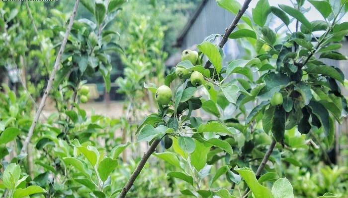 উল্লাপাড়ায় বাণিজ্যিকভাবে আপেল চাষ