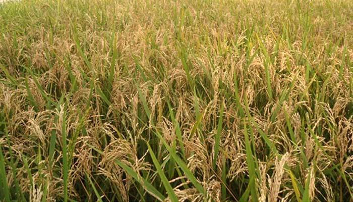 ঘূর্ণিঝড়ের আশঙ্কা, বরিশালে ৩ দিনের মধ্যে ধান কাটার নির্দেশ