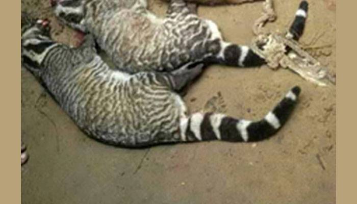 খাবারের সন্ধানে লোকালয়ে আসার অপরাধে...