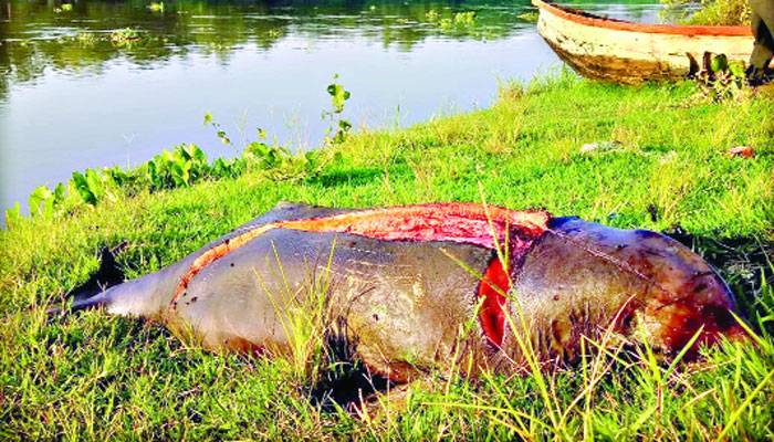 প্রকৃতির সুদিনেও ভালো নেই হালদার ডলফিন