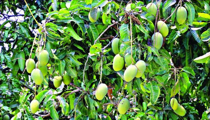 বাজার নিয়ে দুশ্চিন্তা