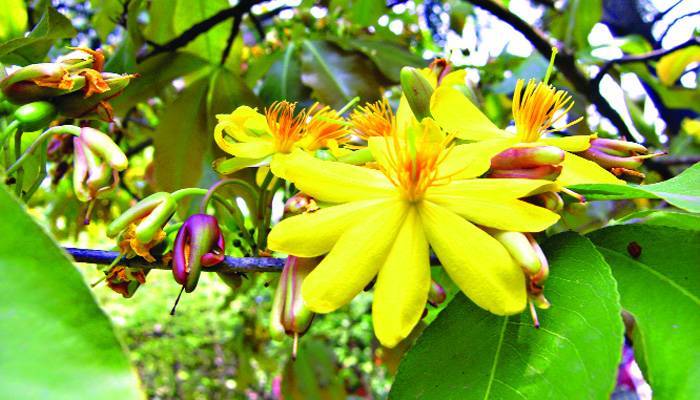 বৈরী সময়ে বর্ণিল গ্রীষ্ম