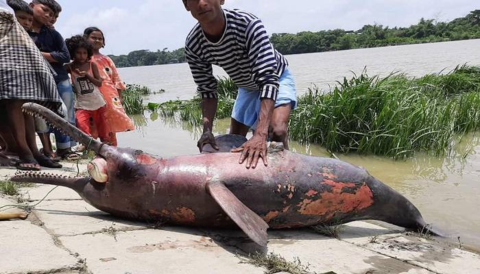 হালদা থেকে ফের মৃত ডলফিন উদ্ধার
