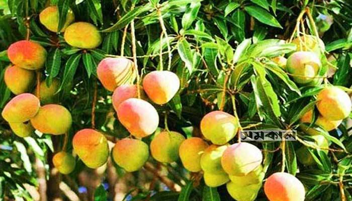 রাজশাহীর আম পাড়া যাবে ১৫ মে থেকে