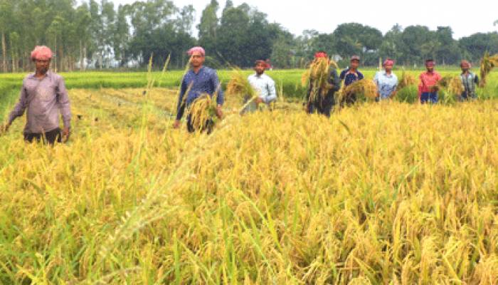 শিবালয়ে বোরো ধানের বাম্পার ফলন, কৃষকদের মুখে হাসি