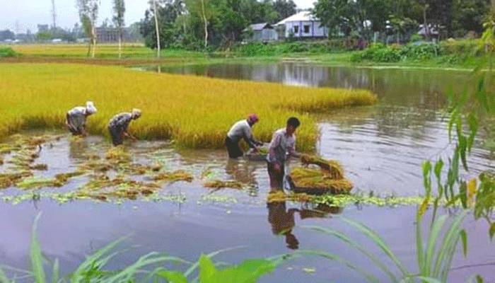 উল্লাপাড়ায় প্রবল বর্ষণে ডুবেছে পাকা ধান-পাট-সবজি
