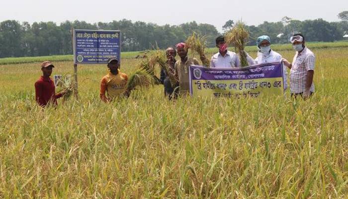 গোপালগঞ্জসহ ৪ জেলায় ব্রি হাইব্রিড ধানের রেকর্ড ফলন