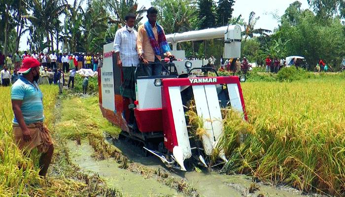 ‌কুড়িগ্রামে ধান কাটা-মাড়াই শুরু