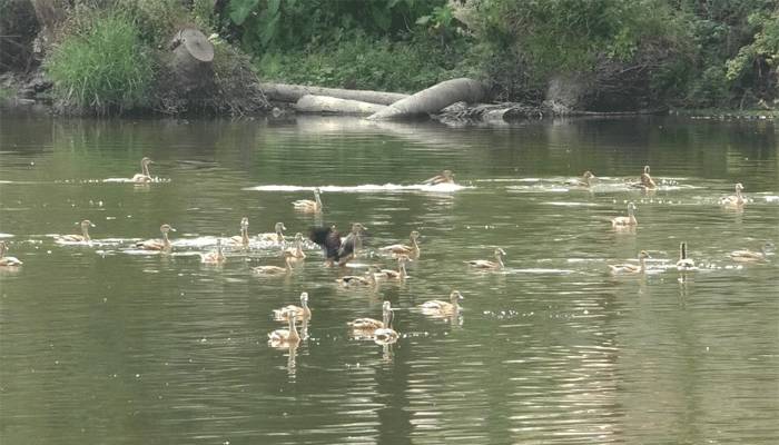 করোনায় প্রকৃতি ফিরেছে আপন রূপে