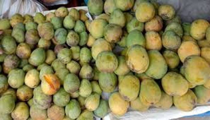 মৌসুমি ফল বিনামূল্যে ঢাকায় পৌঁছে দিচ্ছে ডাক বিভাগ