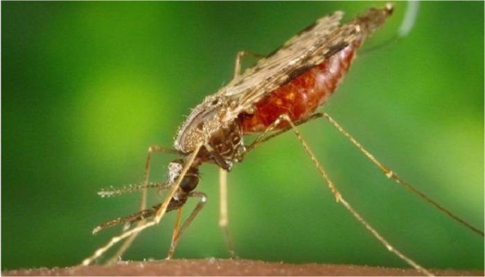 জীবাণু দিয়ে ‘নিয়ন্ত্রণ’ হবে ম্যালেরিয়া